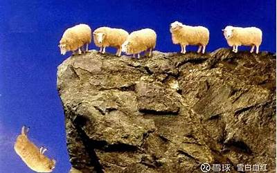 1只羊跳下悬崖 1500只羊紧随其后！这是什么鬼？